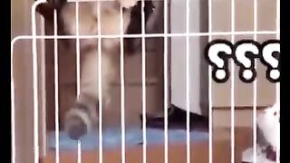 Naughty pets funny