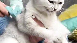 How to trim cat claws