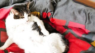 Cat fun