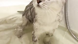 Cat spa day