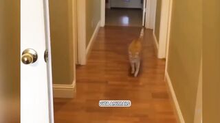 Funniest Animals 2023 ???? Funniest Cats and Dogs ????????