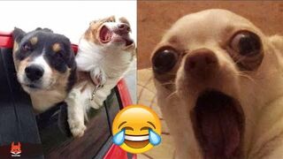 The Funniest Cat and Dog Reactions Videos ????