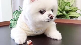 #How should I understand_the_little_look_in_my_eyes #cutepetdai #cutepet #hiromijunsuke