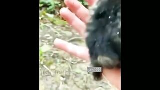 What beautiful cats and dogs