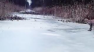 Lynx jouant