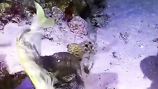 La vie sous la mer