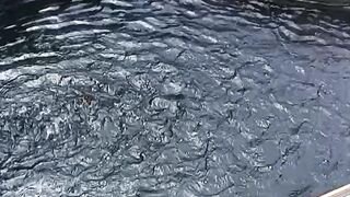Kolam ikan