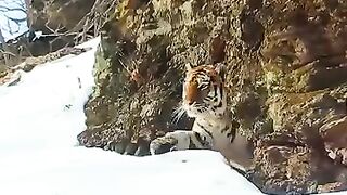 Le tigre de Sibérie