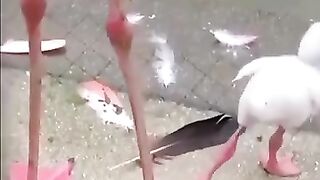 Le flamand rose
