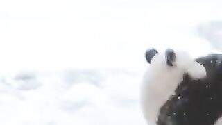 Le panda