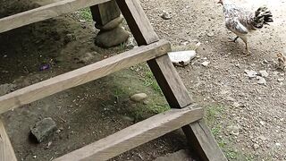 Kampong chicken 2