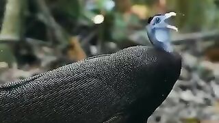Les cris d'oiseaux