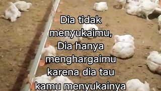 ayam broiler || kata kata lucu 575