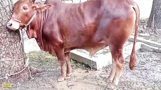 গরু