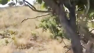 شدید گرمی میں معصوم جانوروں کا خیال ,کریں????