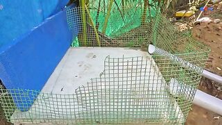 cute baby /cute chicks /cute ???? hen