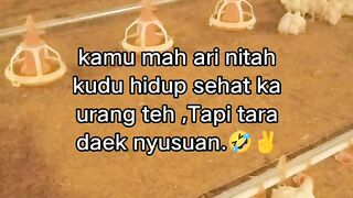 ayam broiler || kata kata lucu 576