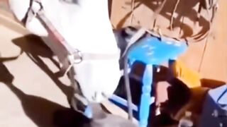 Cat ???? and dog ???? funny video #dog #cat