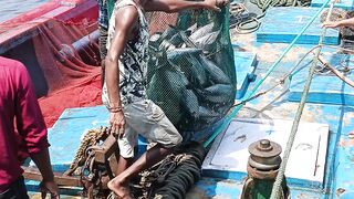 Big Tuna Fish loading in fishing Boat