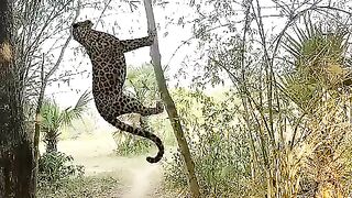 Open tiger