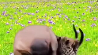 cheetah attack deer