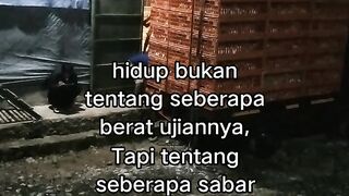ayam broiler || kata kata lucu 580