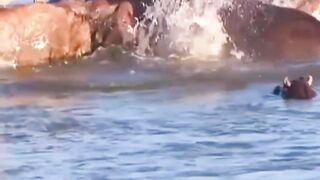 Hippo attack Lion