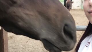 Funny video the crazy horse