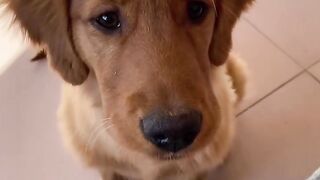 Funny animals 2024???? - Funniest Cats and Dogs Video????????211 #shorts 2