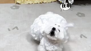 Funny animals 2024???? - Funniest Cats and Dogs Video????????211 #shorts 3