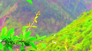 status,status video,status song,status whatsap,beast song,good song,video,natural