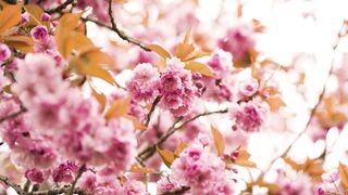 "Radiant Happiness: Illuminating Your Life with Joy"