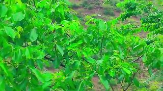 status,status video,status song,status whatsap,beast song,good song,video,natural