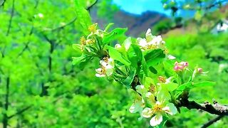 status,status video,status song,status whatsap,beast song,good song,video,natural