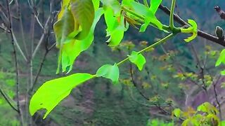 status,status video,status song,status whatsap,beast song,good song,video,natural