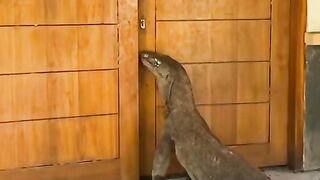 Komodo 4