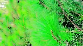 status,status video,status song,status whatsap,beast song,good song,video,natural