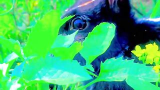 status,status video,status song,status whatsap,beast song,good song,video,natural
