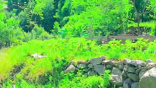 1250,status,status video,status song,status whatsap,beast song,good song,video,natural