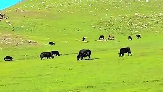 status,status video,status song,status whatsap,beast song,good song,video,natural