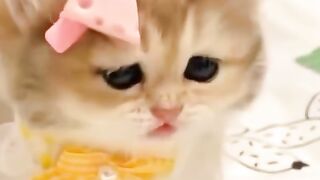 funnycat 3