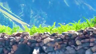 status,status video,status song,status whatsap,beast song,good song,video,natural