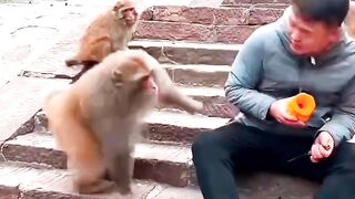 Crazy monkey. Plz subscribe