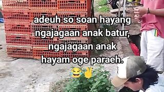 ayam broiler || kata kata lucu 586