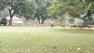 Pets & Animal
