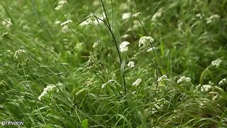 **"Whispers of Rain and Melody: A Serene Retreat in the Forest"**