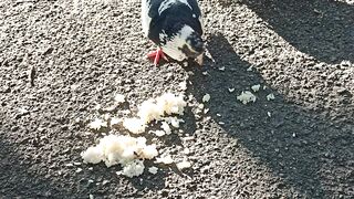 Pigeon 8