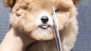 Cute_puppy