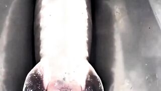 TERNYATA INILAH ASAL USUL DI BALIK TELUR CAVIAR YANG MAHAL!!!