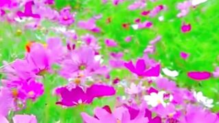Beautiful nature 178